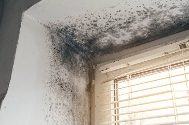 Affordable Basement Mold Removal solutions in Alberta, VA