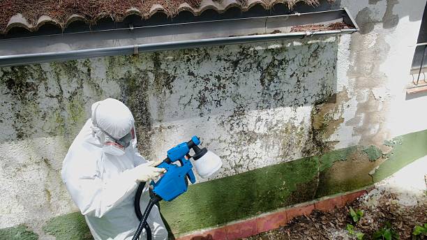 Trusted Attic Mold Removal service in Alberta, VA - Cheap Mold Removal